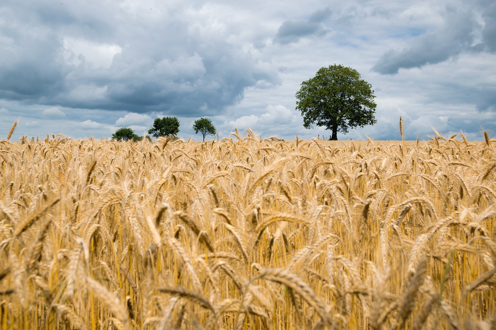 Hay fields on a cloudy day